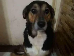 Cachorro raça SRD-ViraLata idade 2 anos nome Nenê