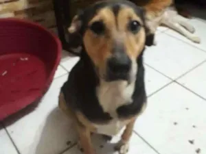 Cachorro raça SRD-ViraLata idade 2 anos nome Lara