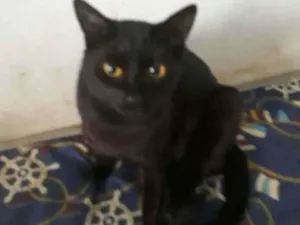 Gato raça SRD-ViraLata idade 5 anos nome Ramires