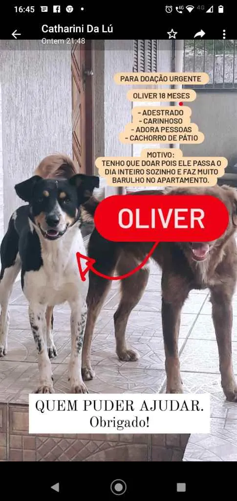 Cachorro ra a Indefinida idade 1 ano nome Oliver