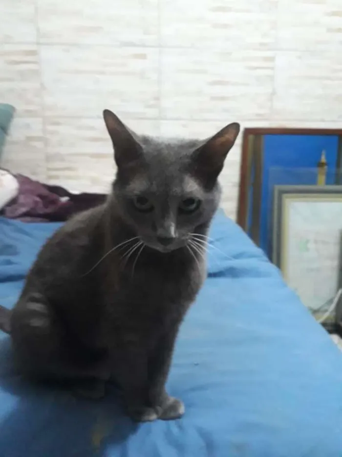 Gato raça SRD-ViraLata idade 6 ou mais anos nome Belinha