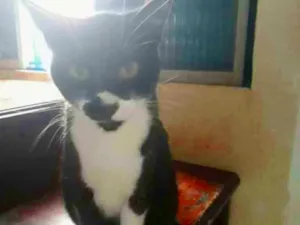 Gato raça srd idade 5 anos nome Laleska