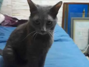 Gato raça SRD-ViraLata idade 6 ou mais anos nome Belinha