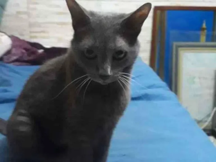 Gato raça SRD-ViraLata idade 6 ou mais anos nome Belinha