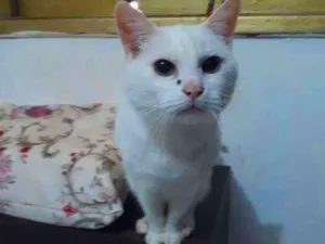 Gato raça SRD-ViraLata idade 6 ou mais anos nome Flora