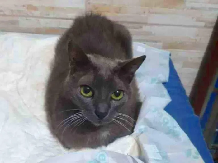 Gato raça SRD-ViraLata idade 6 ou mais anos nome Lulu