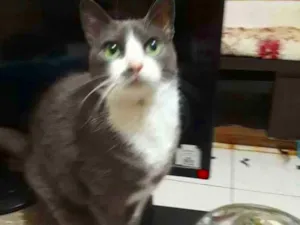 Gato raça SRD-ViraLata idade 6 ou mais anos nome Jona