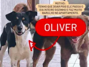 Cachorro raça Indefinida idade 1 ano nome Oliver