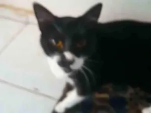 Gato raça SRD-ViraLata idade 5 anos nome Pequeninha