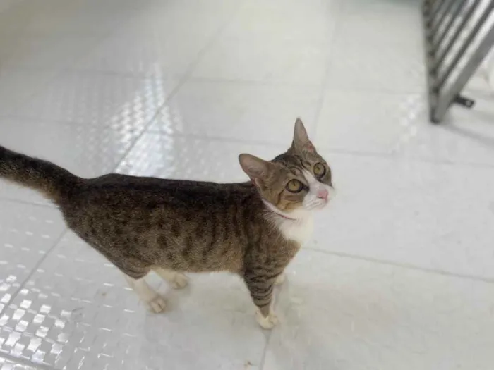 Cachorro raça Srd idade 2 a 6 meses nome Meg castrada