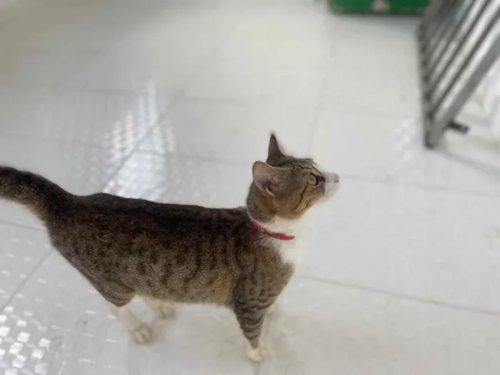 Cachorro raça Srd idade 2 a 6 meses nome Meg castrada