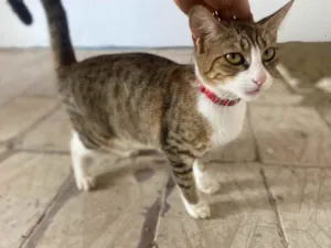 Cachorro raça Srd idade 2 a 6 meses nome Meg castrada