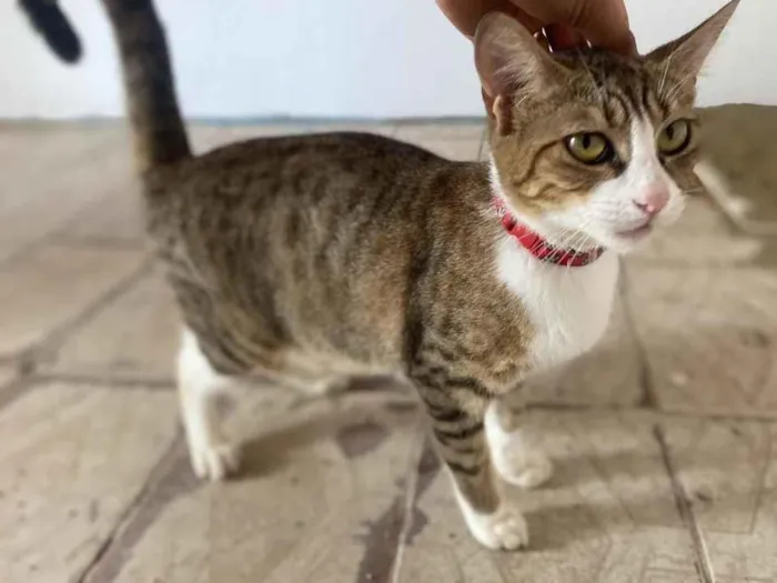 Cachorro raça Srd idade 2 a 6 meses nome Meg castrada