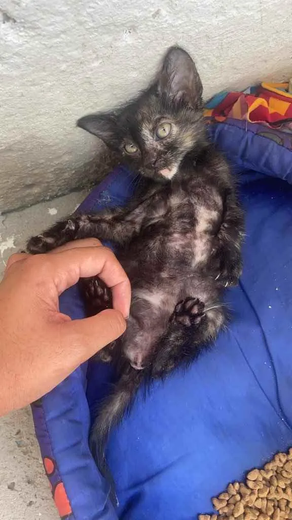 Gato raça Srd idade Abaixo de 2 meses nome Brenda