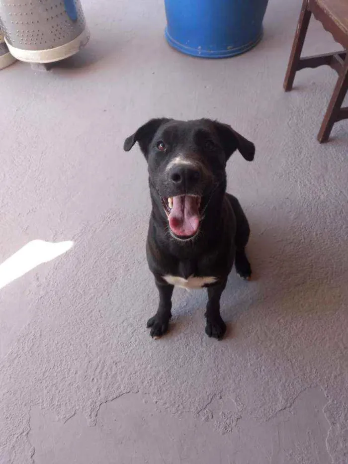 Cachorro ra a SRD idade 1 ano nome Bonita