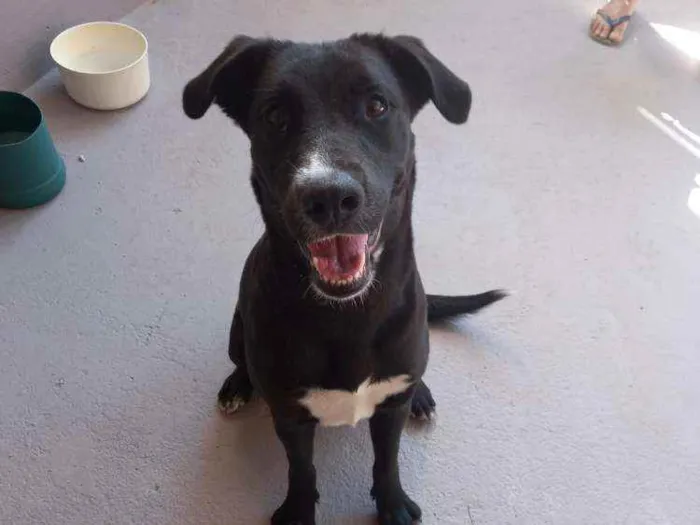 Cachorro ra a SRD idade 1 ano nome Bonita