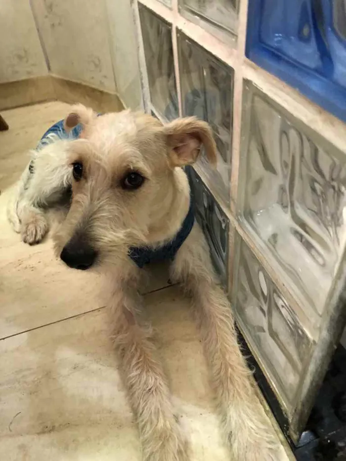 Cachorro ra a Mix  Fox Terrier pelo Duro idade 1 ano nome Denis