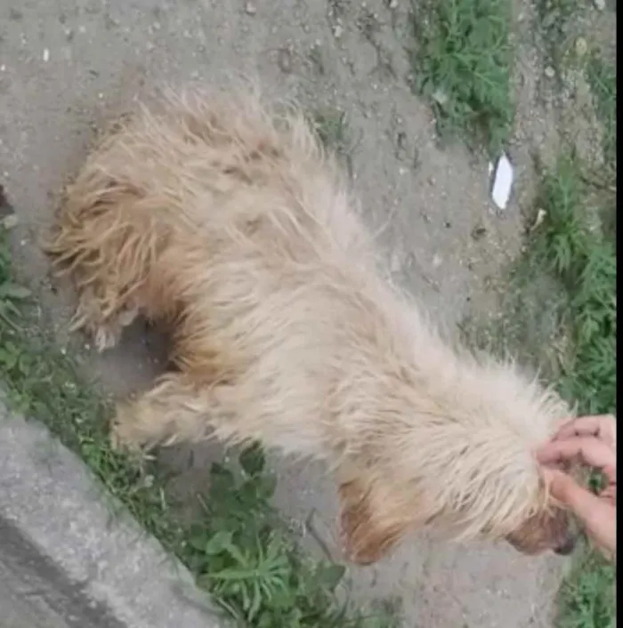 Cachorro ra a Mix poodle idade  nome Flor