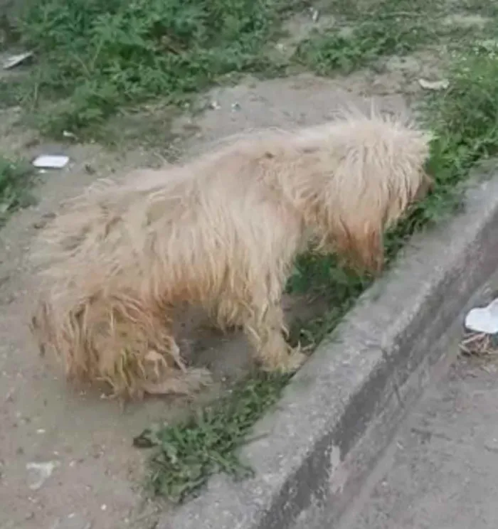 Cachorro ra a Mix poodle idade  nome Flor