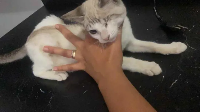 Gato raça Srd idade 2 a 6 meses nome Spyro castrado 