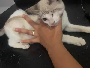 Gato raça Srd idade 2 a 6 meses nome Spyro castrado 