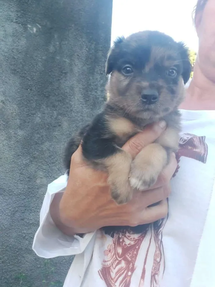 Cachorro raça Srd idade Abaixo de 2 meses nome Nina 