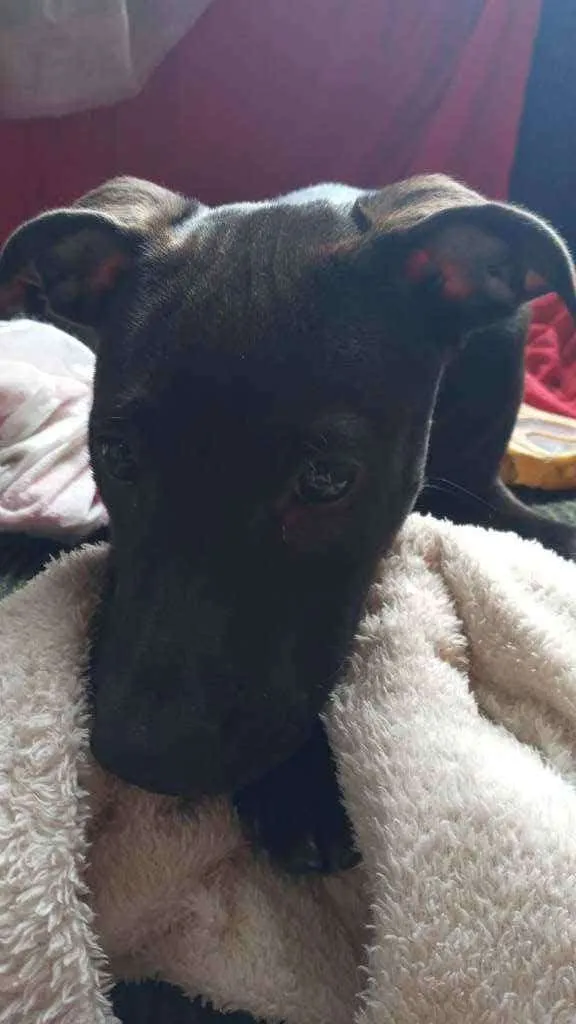 Cachorro ra a Pitbull idade 2 a 6 meses nome Jade