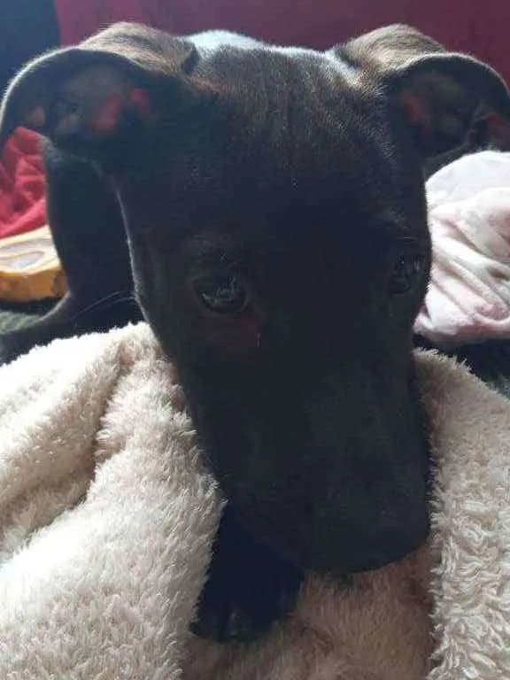 Cachorro ra a Pitbull idade 2 a 6 meses nome Jade