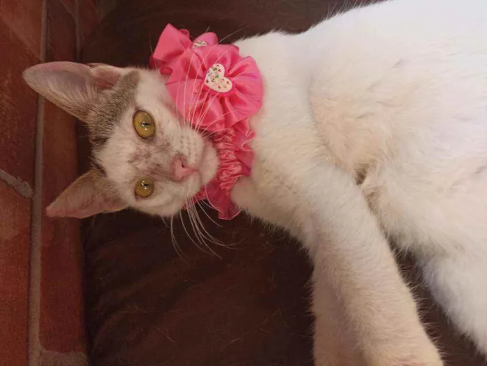 Gato ra a Srd idade 2 a 6 meses nome Mel