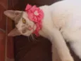 Mel
