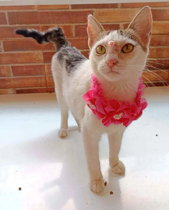 Gato ra a Srd idade 2 a 6 meses nome Mel