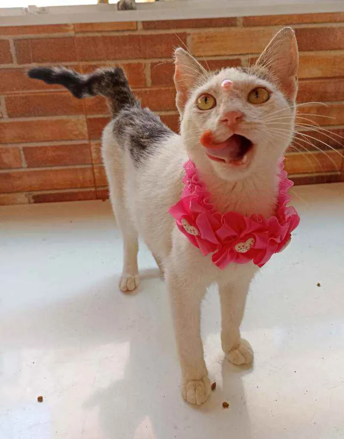 Gato ra a Srd idade 2 a 6 meses nome Mel