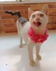 Mel