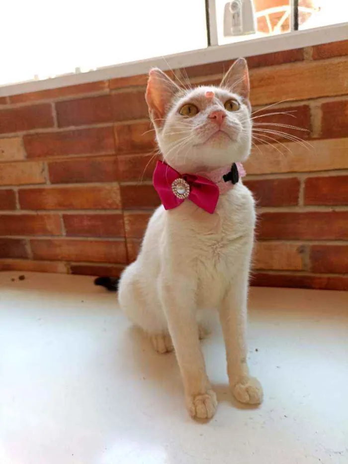 Gato ra a Srd idade 2 a 6 meses nome Mel