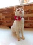 Mel