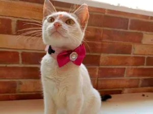 Gato raça Srd idade 2 a 6 meses nome Mel