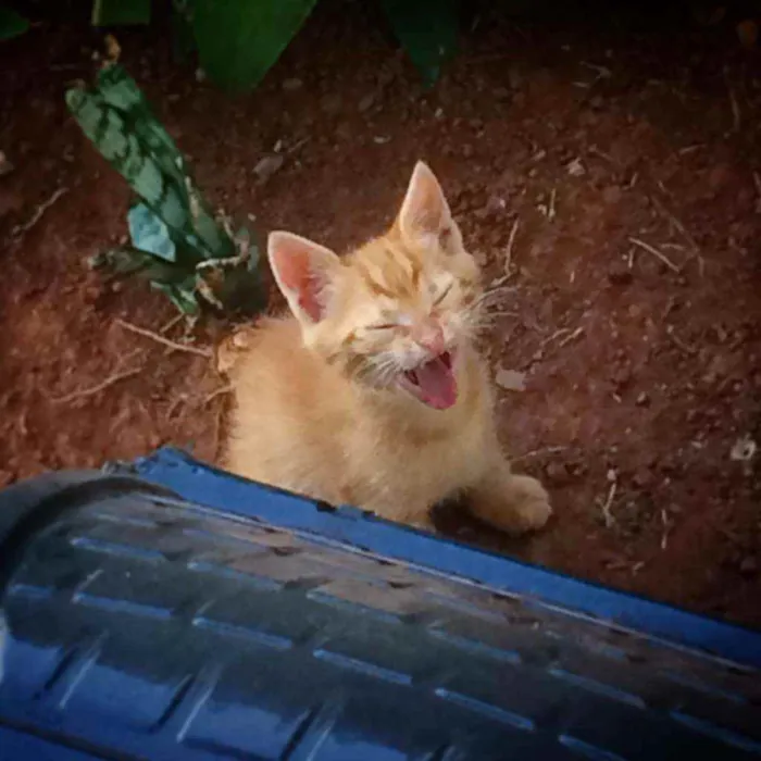 Gato ra a Ele é de raça idade Abaixo de 2 meses nome Lulu