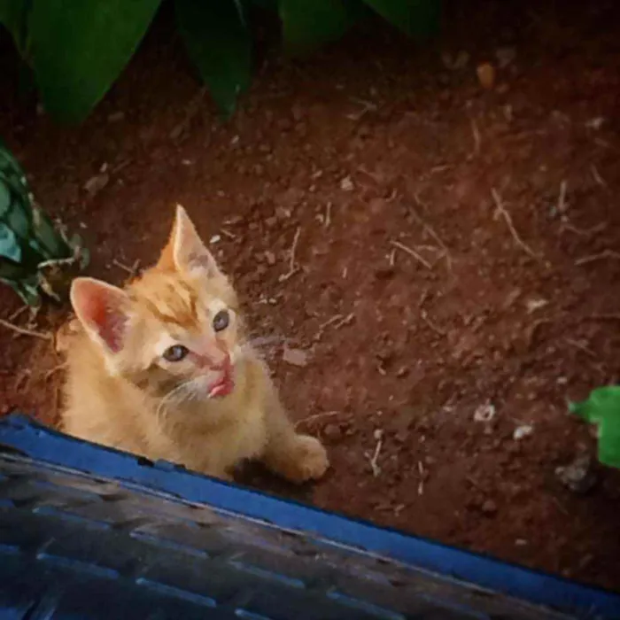 Gato ra a Ele é de raça idade Abaixo de 2 meses nome Lulu