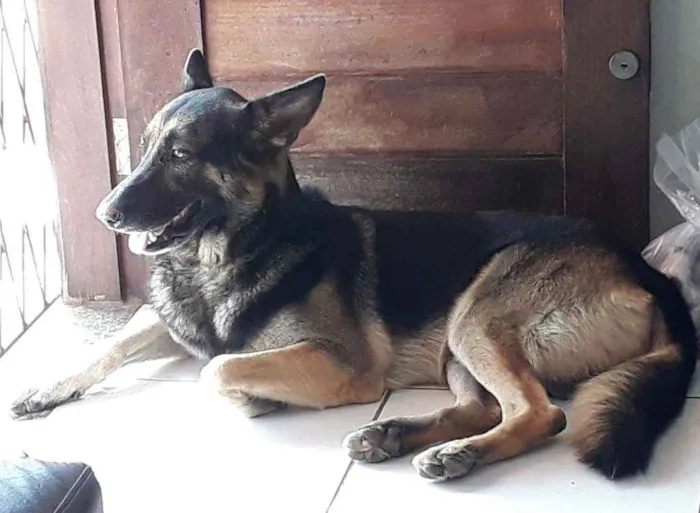 Cachorro raça Pastor Alemão idade 3 anos nome Thor