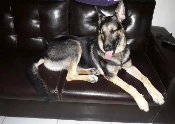 Cachorro raça Pastor Alemão idade 3 anos nome Thor