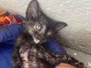 Gato raça Srd idade Abaixo de 2 meses nome Brenda