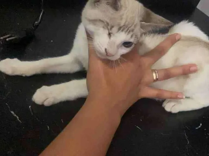 Gato raça Srd idade 2 a 6 meses nome Spyro castrado 