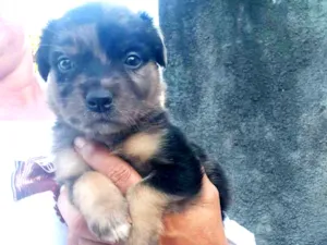 Cachorro raça Srd idade Abaixo de 2 meses nome Nina 