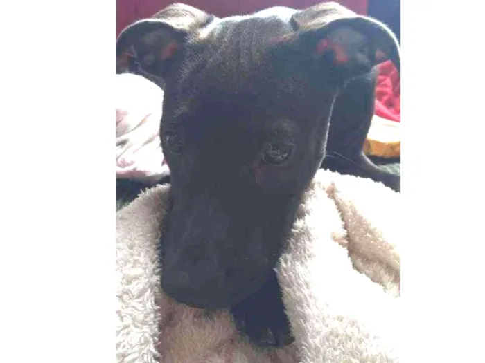 Cachorro ra a Pitbull idade 2 a 6 meses nome Jade