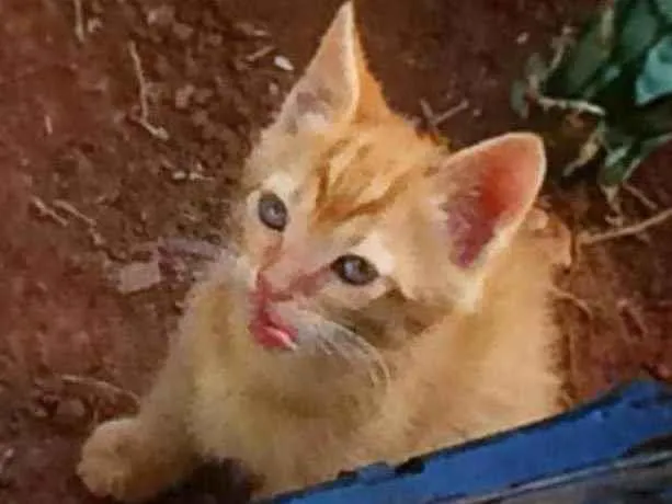 Gato ra a Ele é de raça idade Abaixo de 2 meses nome Lulu