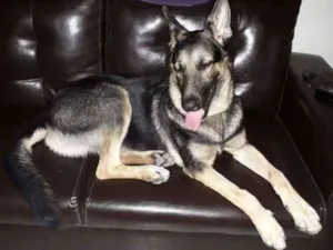 Cachorro raça Pastor Alemão idade 3 anos nome Thor