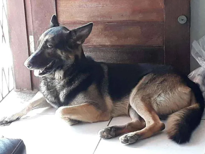 Cachorro raça Pastor Alemão idade 3 anos nome Thor