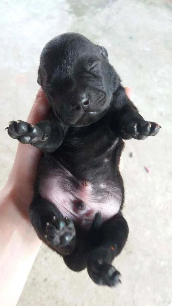 Cachorro ra a Mesclados idade Abaixo de 2 meses nome Filhotes