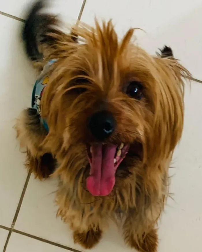 Cachorro raça Yorkshire idade 3 anos nome YORK