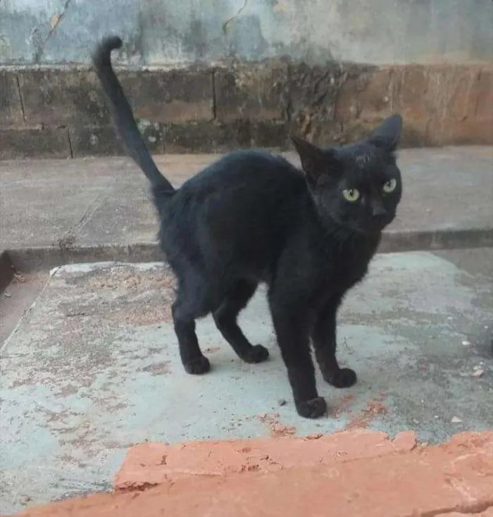 Gato ra a  idade 2 a 6 meses nome Ainda sem nome